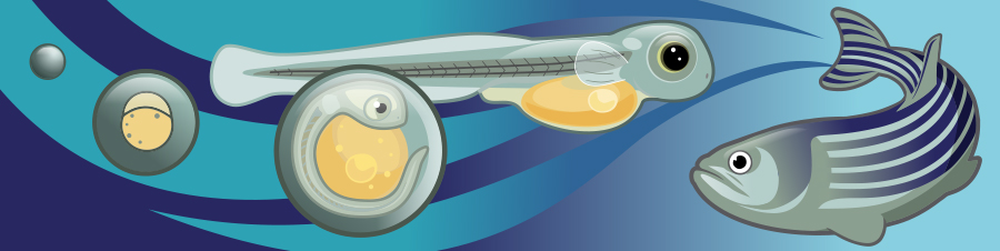 Logo: Cartoon schematic of zebrafish development